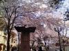 花の道の桜