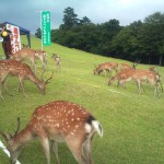 鹿せんべいとばし大会