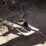 ねこ