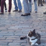 ねこ